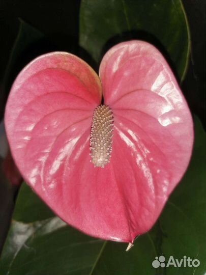 Антуриумы разные, белые,шоколадные есть цветущие