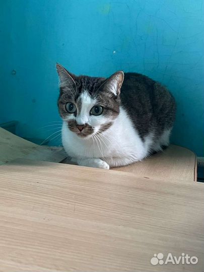 Кошка в дар бесплатно