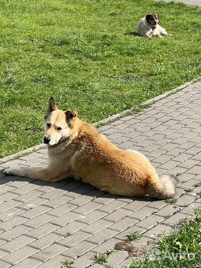 Собака ищет добрые руки