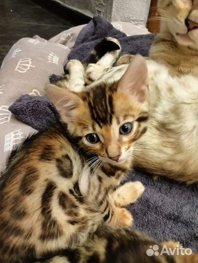Бенгальские котята