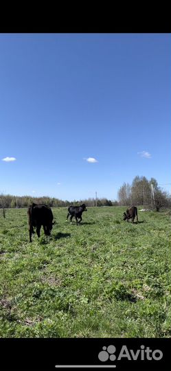 Коровы дойные молочные