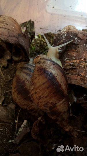 Улитки ахатины ретикулята