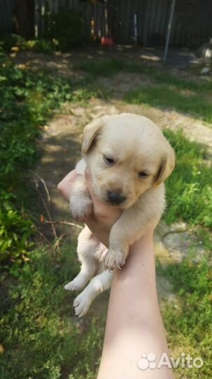 Щенки бесплатно