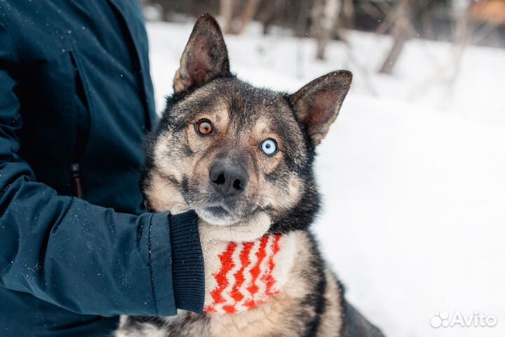 Собака Рэкс метис с хаски в добрые руки