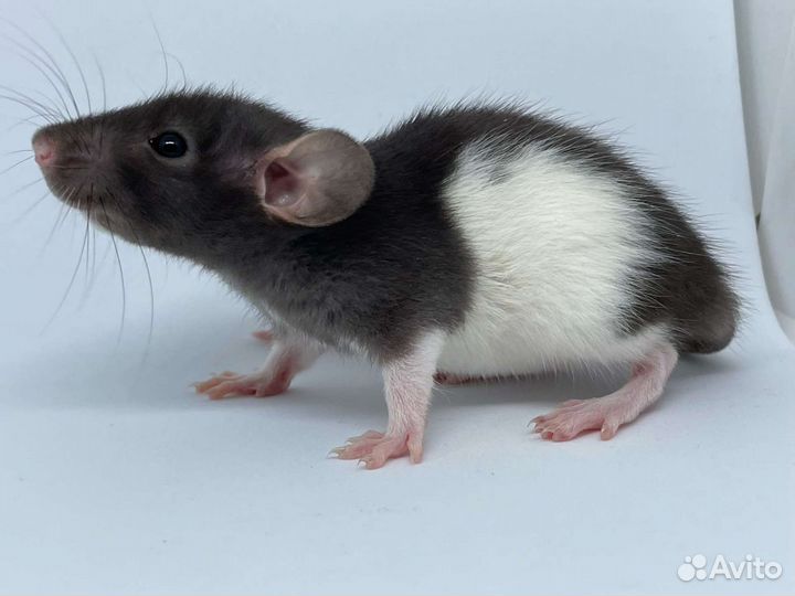 Крысы Крысята