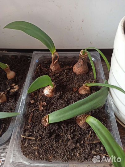 Гиппиаструм