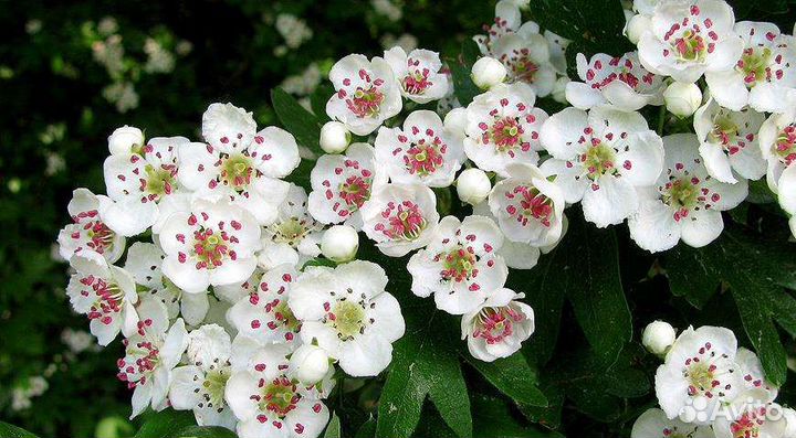 Декоративные кустарники для дачи