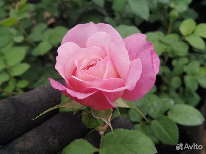 Саженцы розы