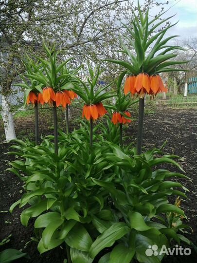 Рябчик императорский