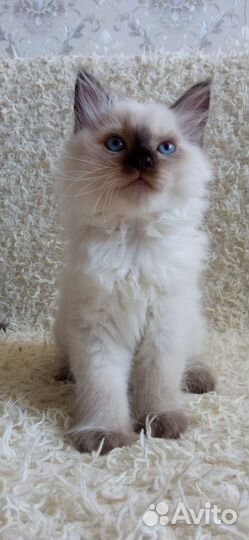 Котик красавчик