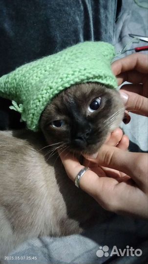 Кошка