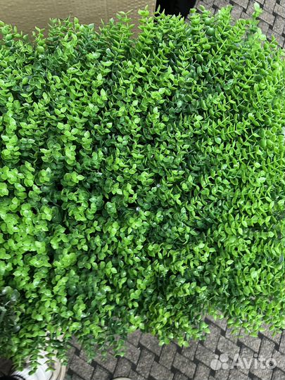 Самшитовый коврик