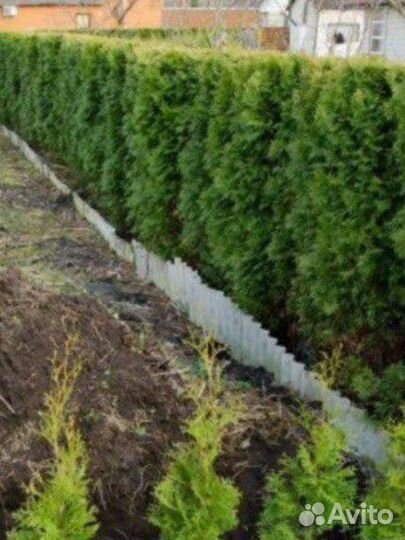 Изгородь ели сосны