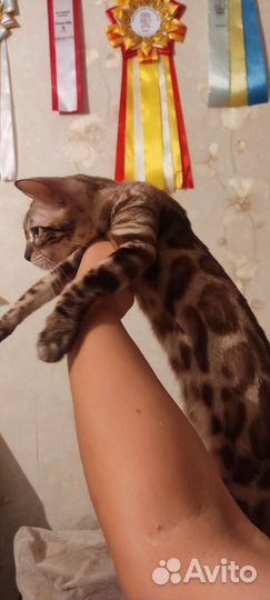 Бенгальская кошка
