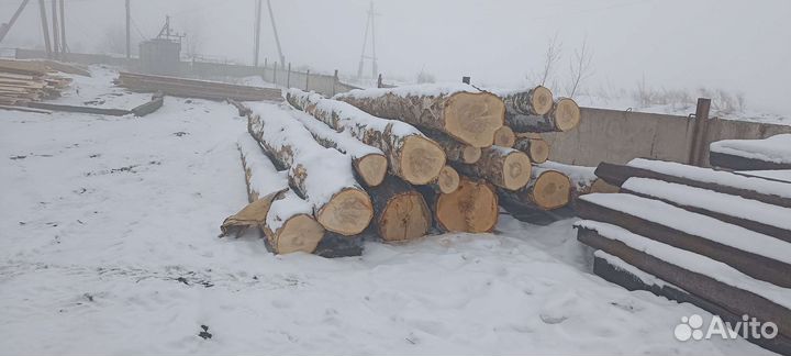 Береза