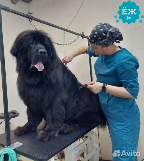 Мытье и экспресс-линька собак в Тюмени