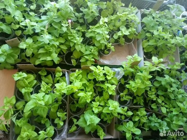 Рассада петунии