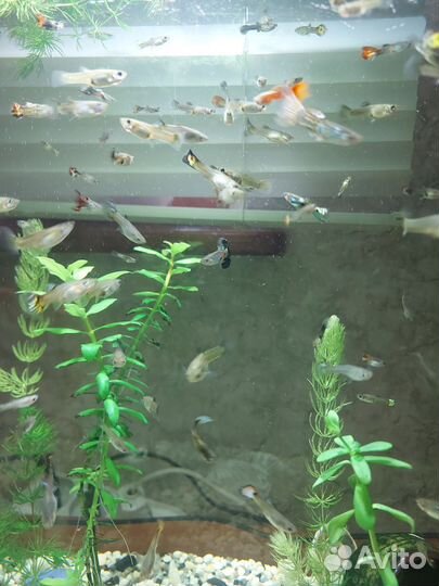 Продам аквариумных рыбок гуппи