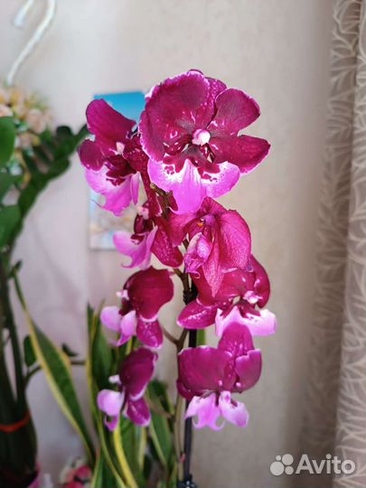 Орхидея фаленопсис биг лип