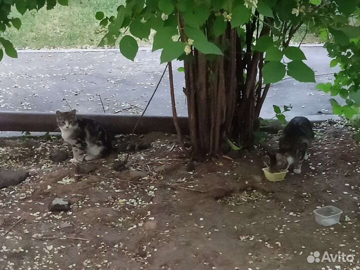 SOS Ищем дом маленькой кощечке, 8 месяцев