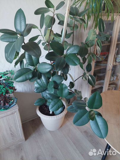 Фикус каучуконосный большой