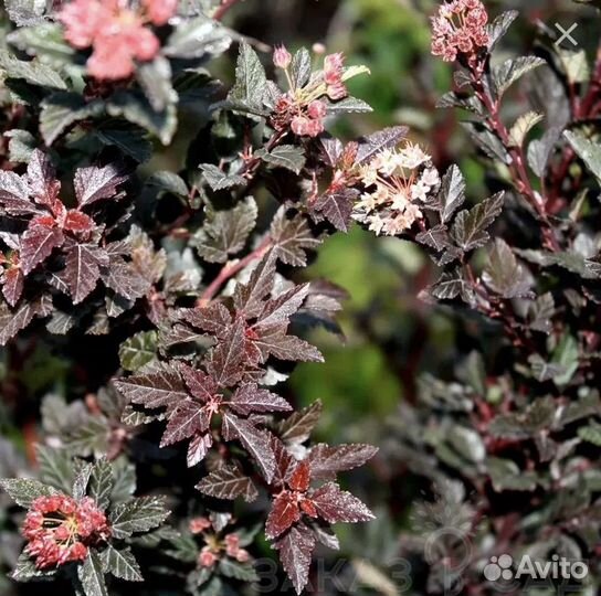 Пузириплодник калинолистный Литл Девил