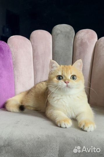 Британская золотая шиншилла ny12 шоу класс Елла