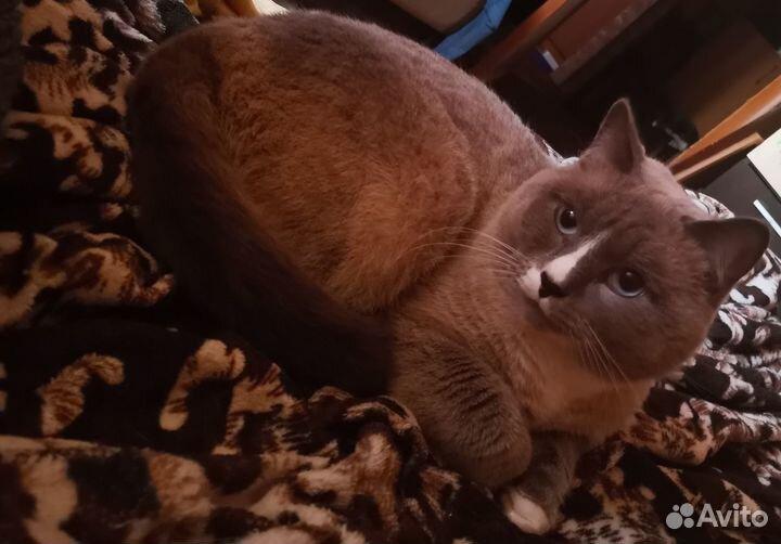 Котик в добрые руки