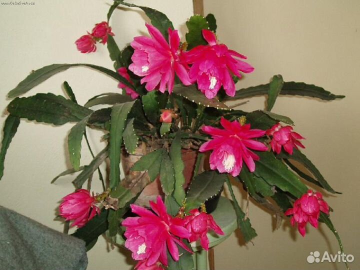 Спатифиллум, Кордилина, Эпифиллум оксипеталум