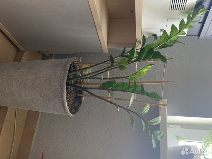 Замиокулькас