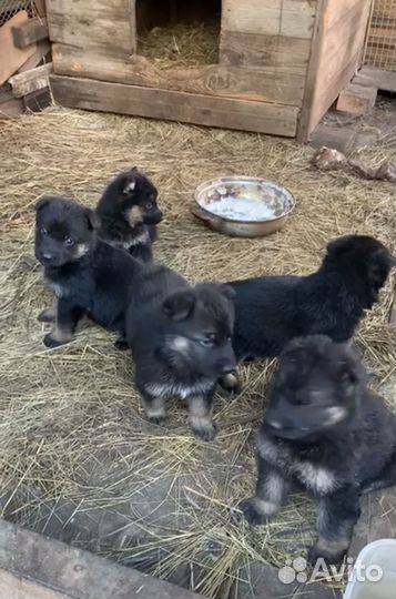 Продаются щенки немецкой овчарки
