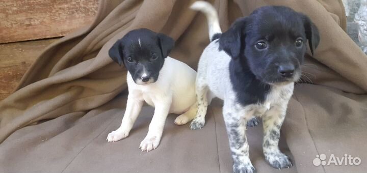 Щенки мама лабрадор