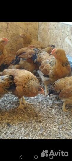 Петушки 2 месяца кучинские юбилей