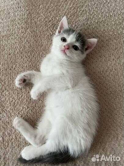 Кошечка в добрые руки