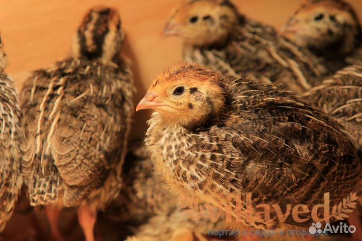Перепела несушки и перепелята