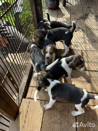 Русская пегая гончая