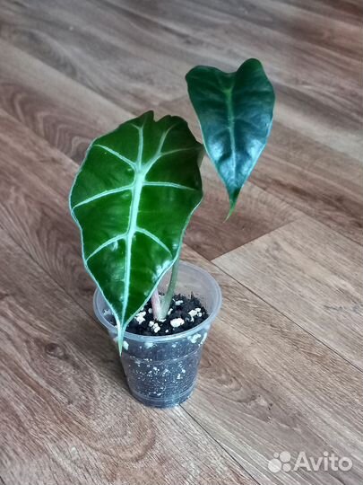 Аглаонема, сциндапсус, алоказия, сингониум