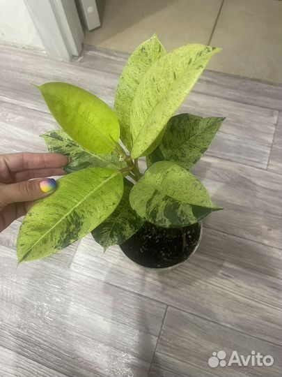 Фикус шриверидиана,Юкка, драцена маргината