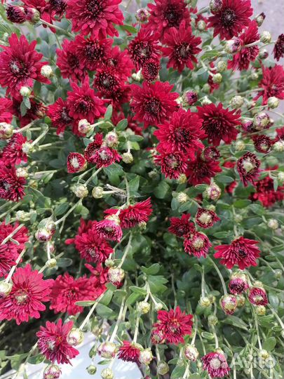 Хризантемы