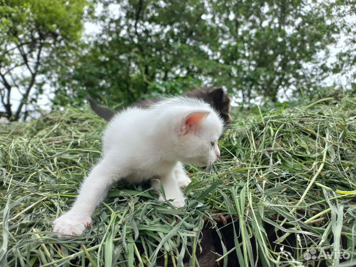 Котята