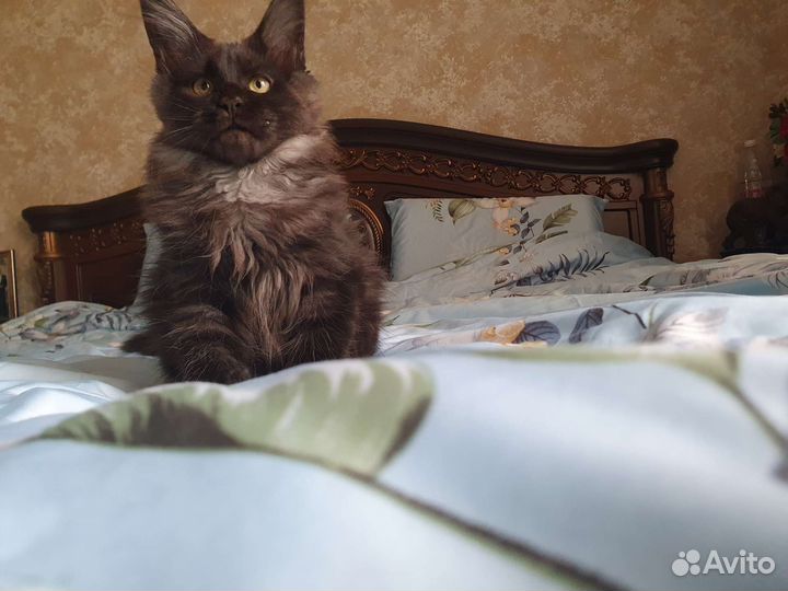 Котята мейн-кун продажа