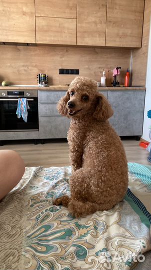 Пудель- вязка