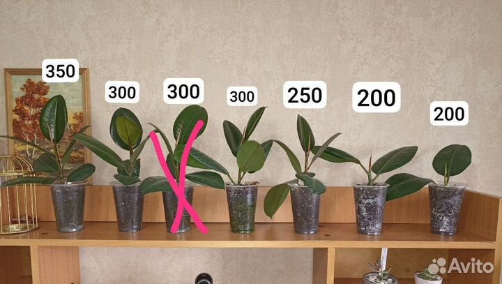 Фикус каучуконосный