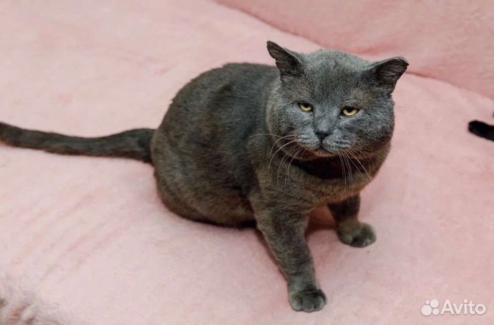 Шотландец,огромный,около 10 кг