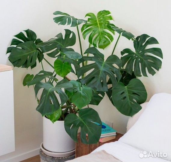Монстера деликатесная и адансона