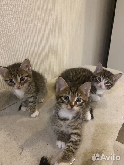Кошки в добрые руки