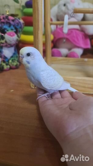 Волнистый попугай