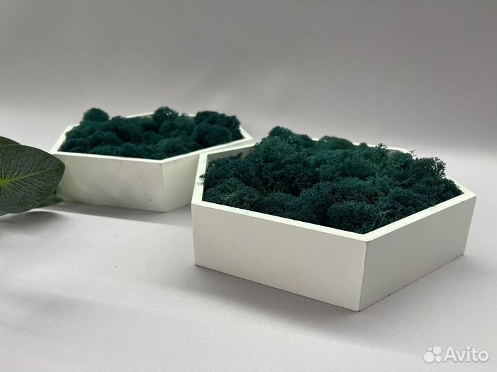 Стабилизированный мох панно