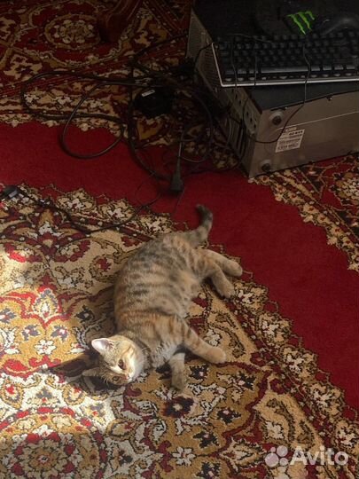 Кошка мечта