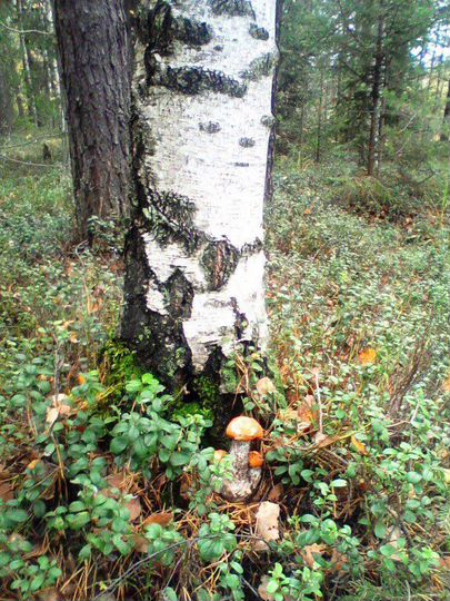 Участок 5,5 сот. (СНТ, ДНП)
